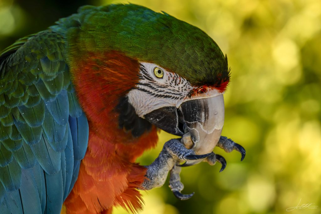 Oiseau de paradis, perroquet, ara